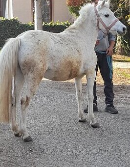 Predam jazdecku welsh pony kobylu