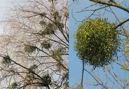 IMELO vianočný symbol šťastia