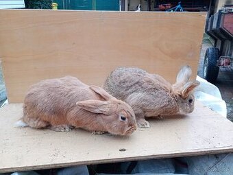 Predám samičky králikov.