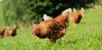 Nosnice z dovozom domov