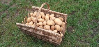 Predám domáce zemiaky odrody Julinka