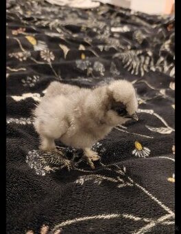 Hodvábničky-kuriatka