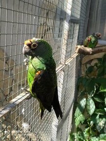 Papagáj konžský