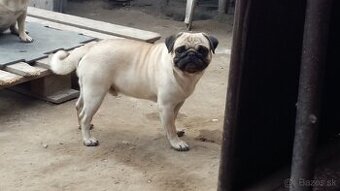 Mops krytie