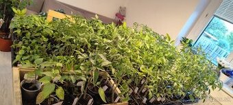 predám priesady,planty rajčiny, bazalku