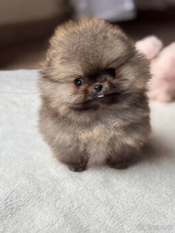 Pomeranian mini