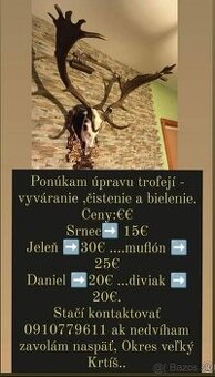 Úprava trofeji - 1