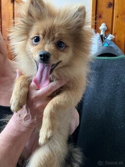 Pomeranian mini