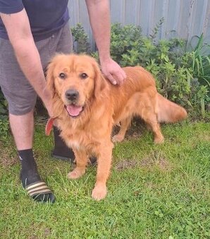 Zlatý retriever