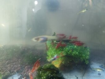 Rybky akvárium príslušenstvo