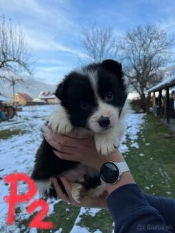 Predám border kólia šteniatka