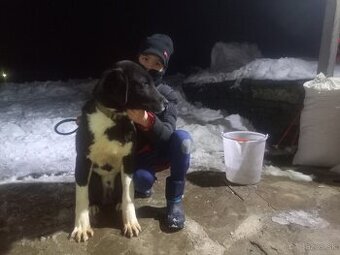 SAO, stredoazijsky ovciak