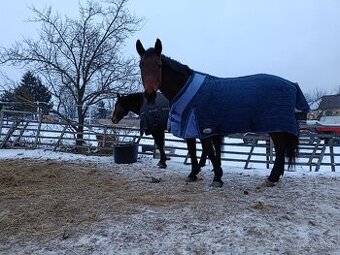 Kupim kobylu/valacha