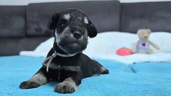 Bradáč malý čiernostrieborný s PP