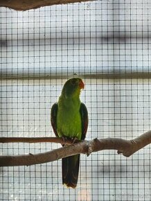 Papagáj červenokrídly - samička