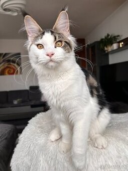 Mainská mývalia s PP _ Maine Coon