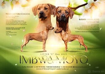 Přijímáme rezervace na štěňátka Rhodéský ridgeback s PP