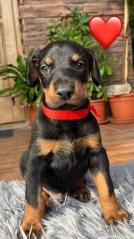 Šteniatka DOBERMAN