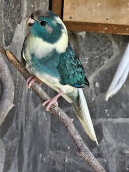 Kakariki modré straky