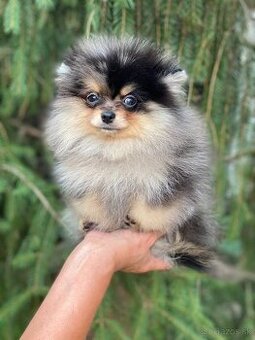 Pomeranian chlapeček PP UCI