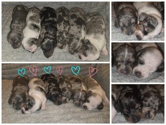 Šteniatka jazvečíka trpasličieho