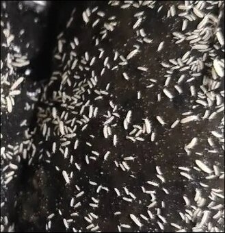 Chvostoskoky - Folsomia Candida