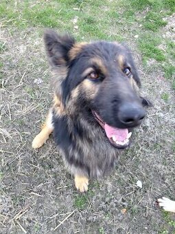 Nemecký ovčiak darujem