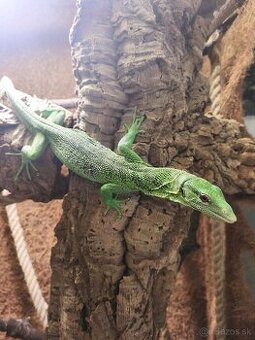 Varanus prasinus. Varan smaragdový