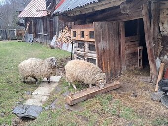 Predam 1 ročné barany