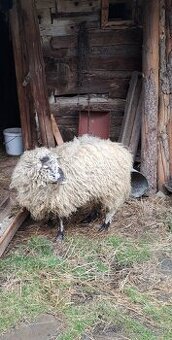 Predam 1 ročného barana