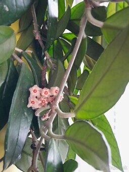hoya