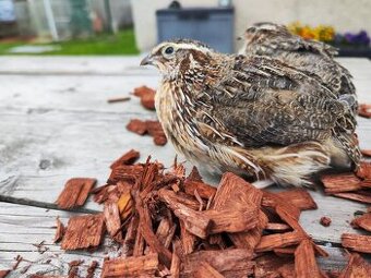 Japonská prepelica Faraón jumbo kohúty