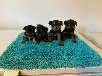 Yorkshire terrier , York, Jorkšír,Yorkshir
