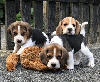 Beagle Bigel Bigl s PP FCI