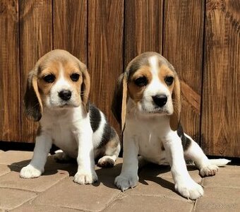 Beagle Bigel Bigl s PP FCI