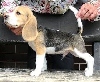 Beagle Bigel Bigl s PP FCI - atraktívna cena