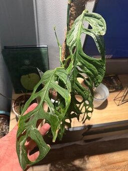 Monstera adansonii “ Indonesian marble “