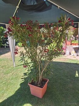 OLEANDER