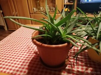 Aloe vera