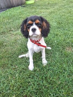 Cavalier king charles spaniel