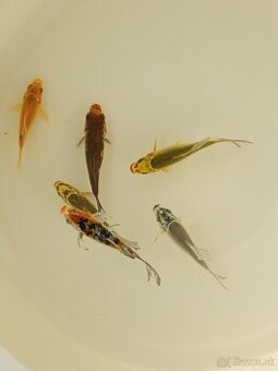 Koi kapor