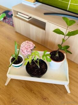 Biely stolček a rastliny (Aloe vera, zamiokulkas, monstera)