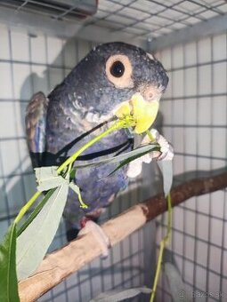 Amazoník bronzovokrídlý