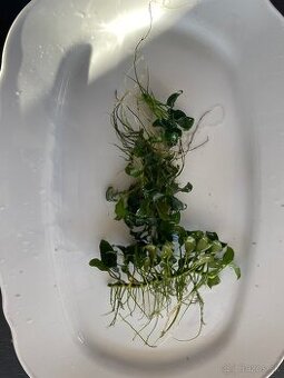 Akvarijne rastlinky