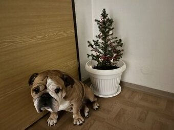 Sofia - anglický buldog