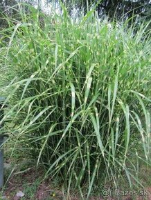 Okrasná tráva--Zebrinus - 1