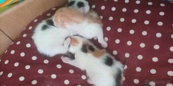 Poloperzske hunate maciatka