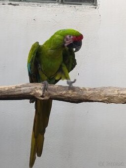 Kúpim rôzne vtactvo 16.11 na vychode