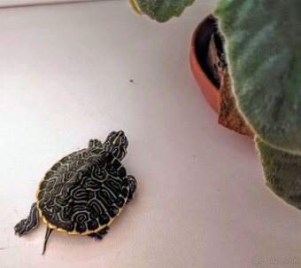 Vodná korytnačka 5cm