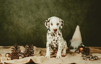 Dalmatin s PP - Dalmatínsky pes s PP -FCI -Psíky